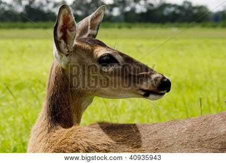 Malé Whitetail Doe