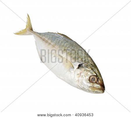 Vis