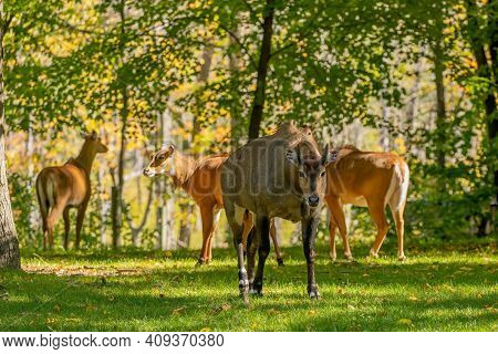 Antelope Nilgai (boselaphus Tragocamelus) Is Among Largest Asian Antelope. Nilgai Resides Throughout