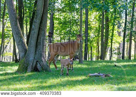 Antelope Nilgai (boselaphus Tragocamelus) Is Among Largest Asian Antelope. Nilgai Resides Throughout