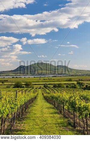 Spring vineyards under Palava near Sonberk, South Moravia, Czech Republic