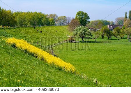 Spring Nature Landscape With Yellow Blossom Of Rapeseed Plants In Betuwe, Gelderland, Netherlands