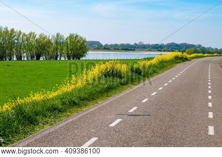 Spring Nature Landscape With Yellow Blossom Of Rapeseed Plants In Betuwe, Gelderland, Netherlands