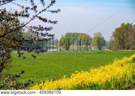 Spring Nature Landscape With Yellow Blossom Of Rapeseed Plants In Betuwe, Gelderland, Netherlands