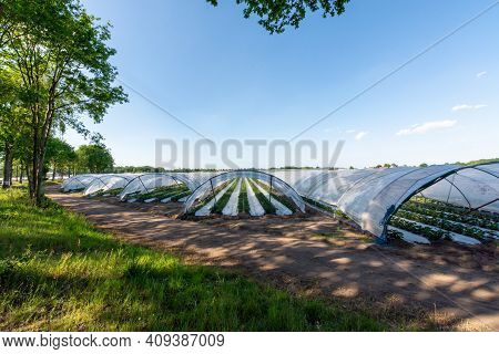 Cultivation Of Strawberry Fruits Using The Plasticulture Method, Plants Growing On Plastic Mulch In