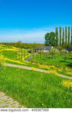 Spring Nature Landscape With Yellow Blossom Of Rapeseed Plants In Betuwe, Gelderland, Netherlands