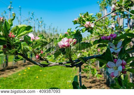 Pink Blossom Of Apple Fruit Trees In Springtime In Farm Orchards, Betuwe, Netherlands