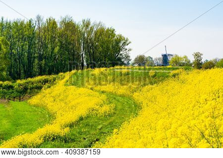 Spring Nature Landscape With Yellow Blossom Of Rapeseed Plants In Betuwe, Gelderland, Netherlands
