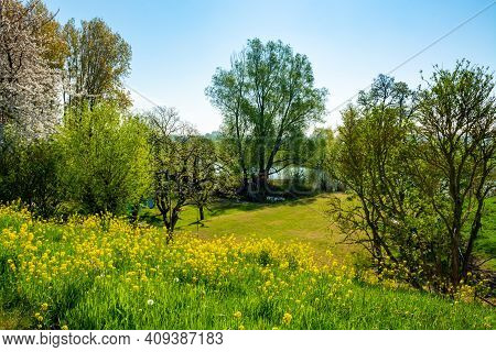 Spring Nature Landscape With Yellow Blossom Of Rapeseed Plants In Betuwe, Gelderland, Netherlands