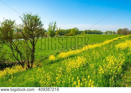 Spring Nature Landscape With Yellow Blossom Of Rapeseed Plants In Betuwe, Gelderland, Netherlands