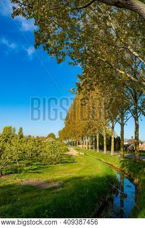 Spring Nature Landscape In Betuwe, Gelderland, Netherlands