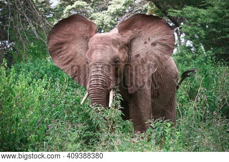 Elephant Flapping Ears In A High Green Bush