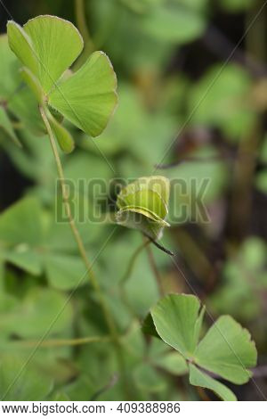 Four Leaf Pepperwort - Latin Name - Marsilea Quadrifolia