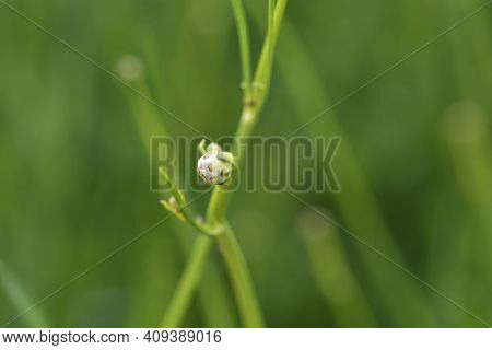 Giant Scabious Flower Bud - Latin Name - Cephalaria Leucantha