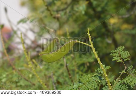 Bird Of Paradise Seed Pod - Latin Name - Caesalpinia Gilliesi (erythrostemon Gilliesii)