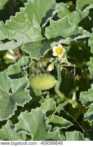 Squirting Cucumber - Latin Name - Ecballium Elaterium