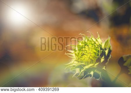 Soft Focus Of Vibrant Sunflower Bud Soft Light Bright In Morning