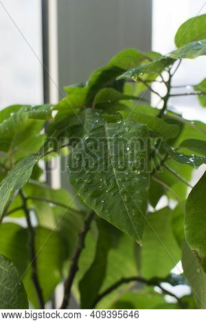 Water Droplets On The Leaves. Plants On The Window.\nwet Leaves Plant On The Window, Soft Focus