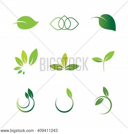 Leaf