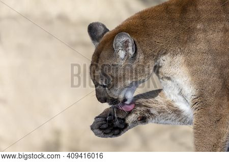 The Cougar (puma Concolor),native American Animal Known As Catamount, Mountain Lion, Painter, Panthe