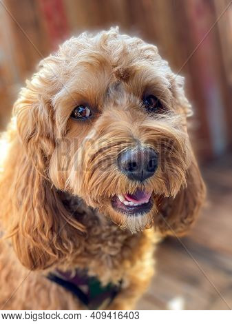 Cavapoo Dog Outside In The Garden, Mixed -breed Of Cavalier King Charles Spaniel And Poodle.