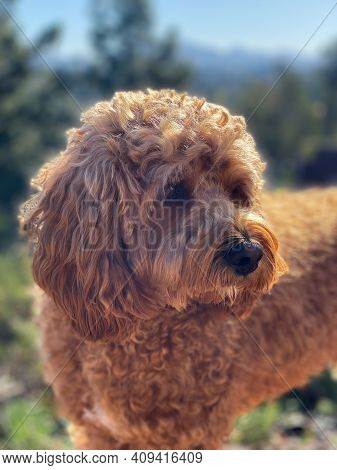 Cavapoo Dog Outside In The Garden, Mixed -breed Of Cavalier King Charles Spaniel And Poodle.