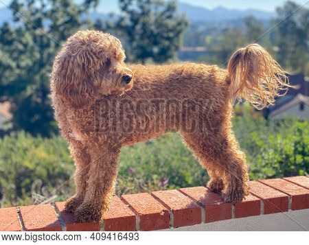 Cavapoo Dog Outside In The Garden, Mixed -breed Of Cavalier King Charles Spaniel And Poodle.