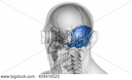Human Skeleton Skull Occipital Bone Anatomy For Medical Concept