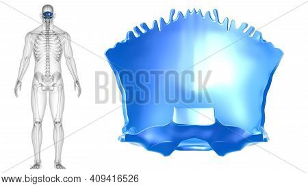Human Skeleton Skull Occipital Bone Anatomy For Medical Concept 3d Illustration