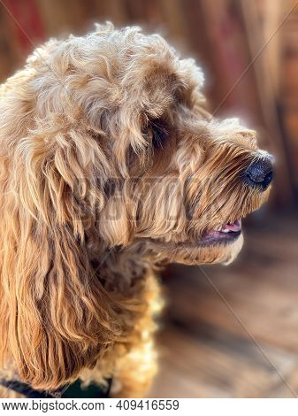 Cavapoo Dog Outside In The Garden, Mixed -breed Of Cavalier King Charles Spaniel And Poodle.