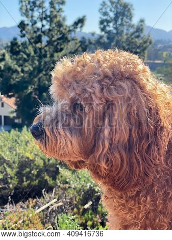 Cavapoo Dog Outside In The Garden, Mixed -breed Of Cavalier King Charles Spaniel And Poodle.