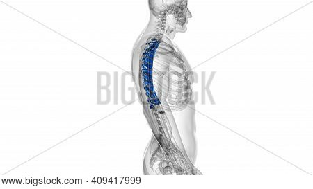 Human Skeleton Vertebral Column Thoracic Vertebrae Anatomy