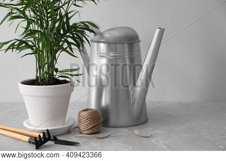Beautiful Ravenea Rivularis Plant In Pot And Gardening Tools On Grey Marble Table, Space For Text. H