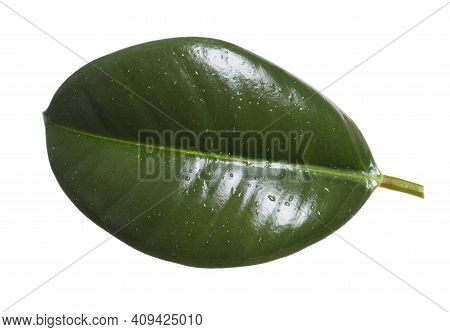 Fresh Green Leaf Of Ficus Elastica Plant Isolated On White