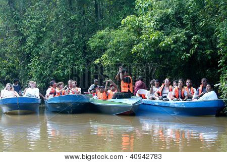 Kinabatangan River Safari