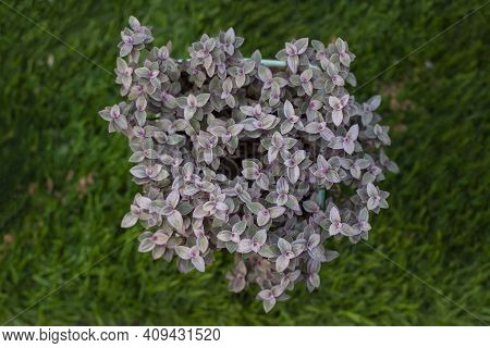 Top View Of Mini Turtle Plant Or Callisia Repens On Pot On Blur Grass Field Background In The Garden