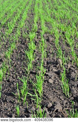 Agricultural Grain Sown Field In Spring. Early Sown Barley, Wheat, Rye, Or Late Sown Barley With You