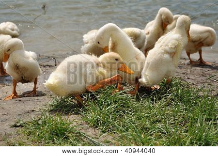 Troupeau de jeunes canards près de l'eau