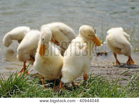 Jeunes canards près de l'eau
