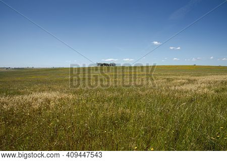 Extensive Dry Farming Of Cereals In The Castro Verde Special Protection Area. It Is The Most Represe