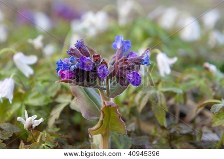 Pulmonaria vahşi anemon ortasında.