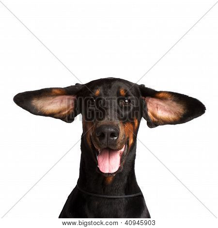 Carina orecchie del cane Dobermann isolata On White