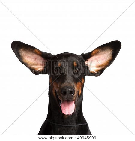 Carina orecchie del cane Dobermann isolata On White