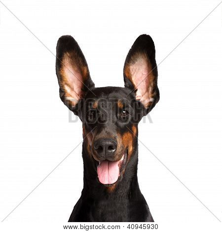 Carina orecchie del cane Dobermann