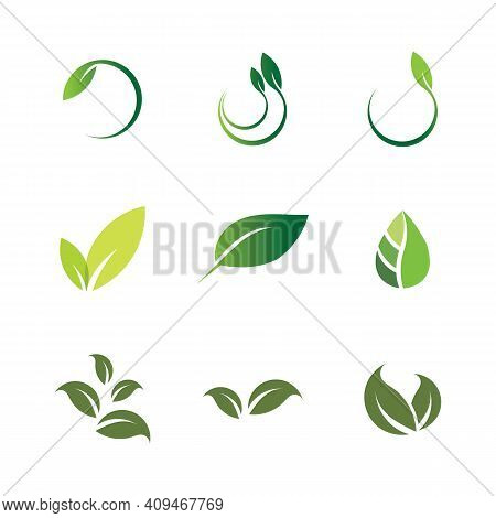 Leaf