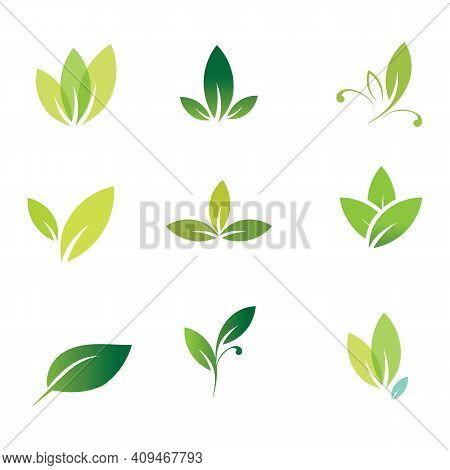 Leaf