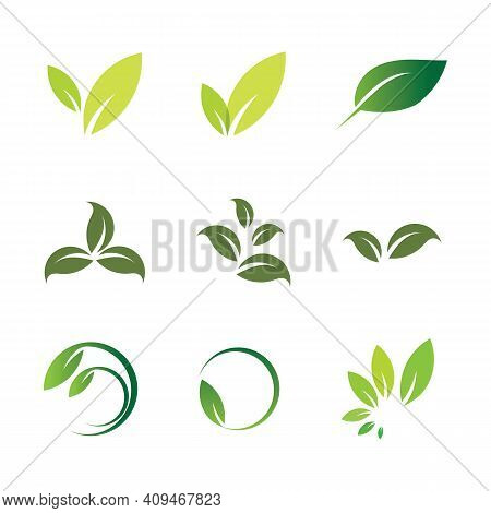 Leaf