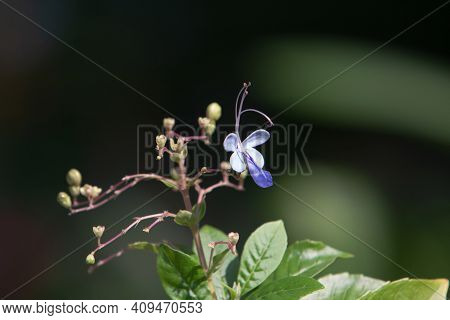 A Flower Of Impatiens Mysorensis Heyne Ex Roth