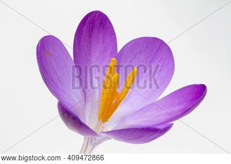 Closeup Image Of A Crocus Tommasinianus Against A White Background