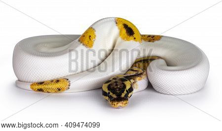 Young Piebald Ball Python Aka Python Regius Snake. Very High On White With Button Like Yelow With Bl